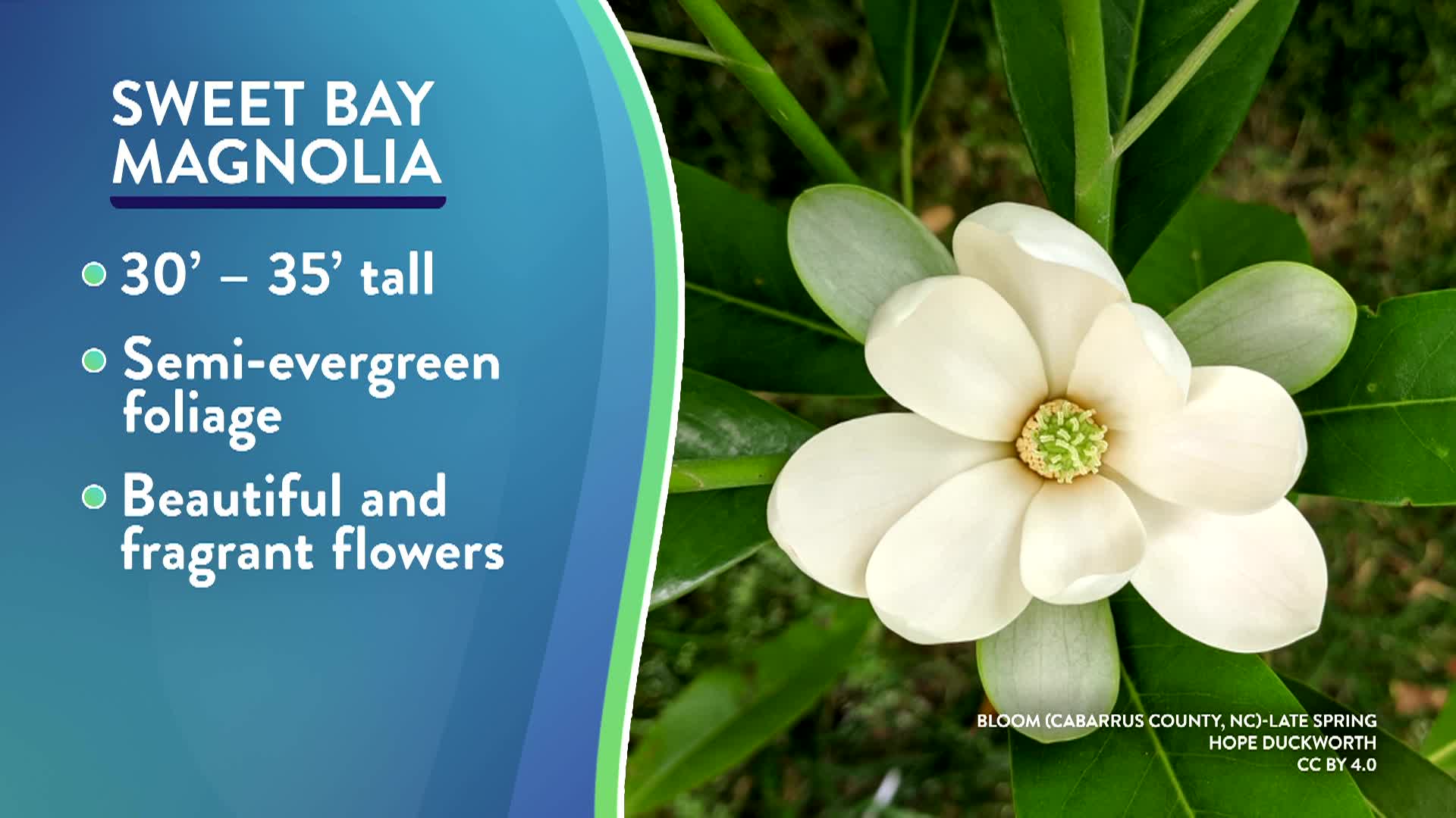 Rain it in: Top trees in cary